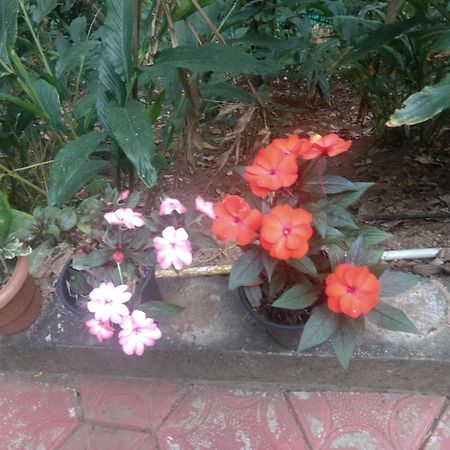 Mount Spring Valley Homestay Thekkady Kamer foto