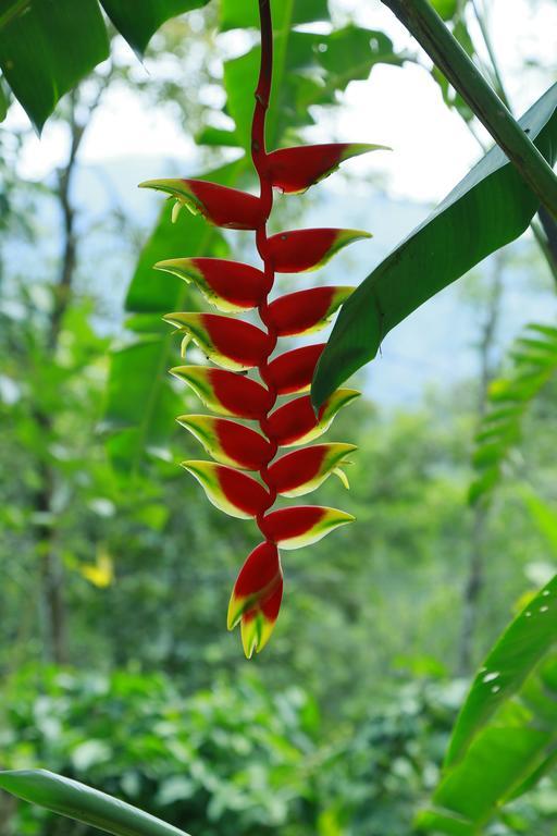 Mount Spring Valley Homestay Thekkady Buitenkant foto